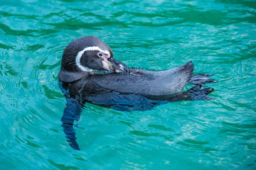 The Galápagos penguin's preening maintains the feathers' water- and wind-proofing ability.