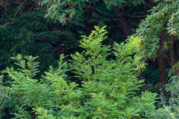 Beautiful young trees with green leaves in summer in sunny weather