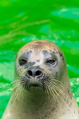 The earless seals or true seals are marine mammals of the family Phocidae, one of the three pinniped families. © phichak