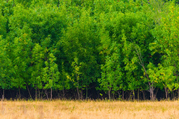 Beautiful young trees with green leaves in summer in sunny weather