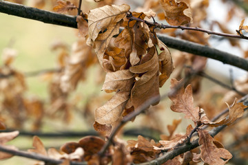 dry orange foliage