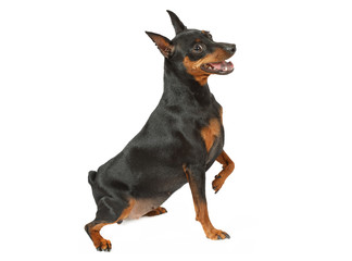 Miniature Pinscher on a white background