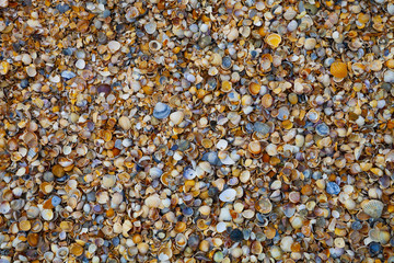 Many small shells close-up.