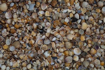 Many small shells close-up.