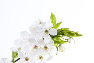 Fototapeta premium one cherry branch