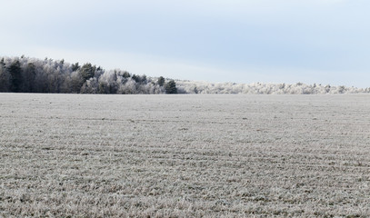 wheat field - Powered by Adobe