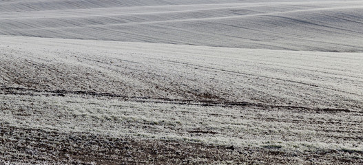 wheat field in white frost