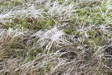grass with frozen