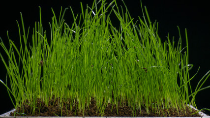 green grass in flower pod