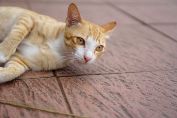Fototapeta na wymiar Brown cat lying on the ground.