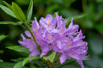 Close up of a violet Rhododendron Ponticum flower