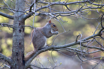 Squirrel eating freely