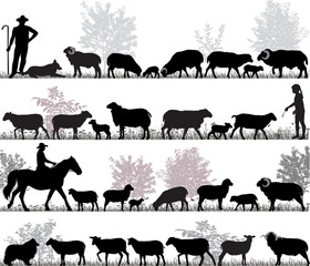 Silhouettes of sheeps, rams and lambs outdoors