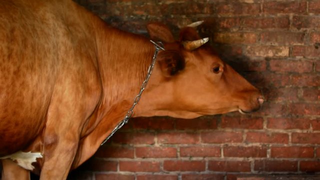 A red-haired country cow mumbles in the shed
