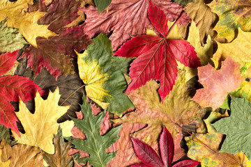 Naklejka na ściany i meble Beautiful colorful autumn leaves background 