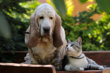 Dog and cat friends