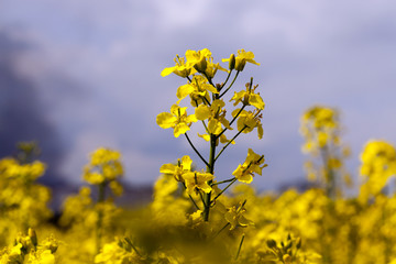 group of yellow rapeseed