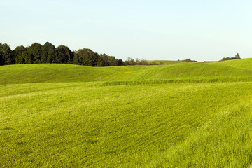 mixed forest with trees