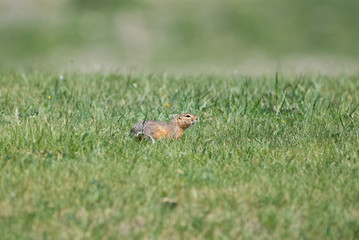 One gopher is sitting in a low green grass