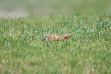 One gopher is sitting in a low green grass