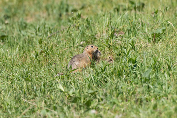 Naklejka na ściany i meble Two gophers are basking in the sun on a bright sunny day.