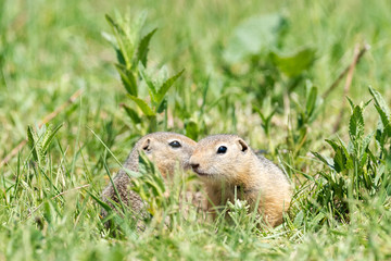 Naklejka na ściany i meble Two gophers sit next to each other and one looks at the other.