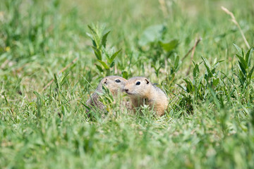 Two gophers sit next to each other and one looks at the other.