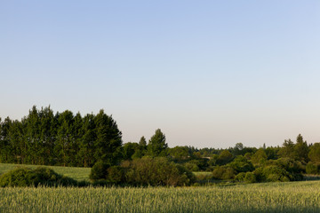 Fototapeta premium Deciduous trees