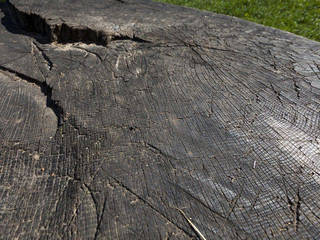 old stump