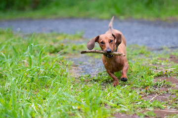 dachshund dog run and jump