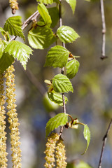 Obraz premium details of birch