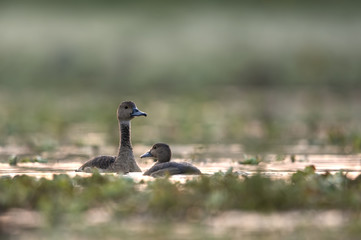 The Whistling duck ( Dendrocygninae)