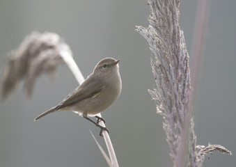The Common chiffchaff