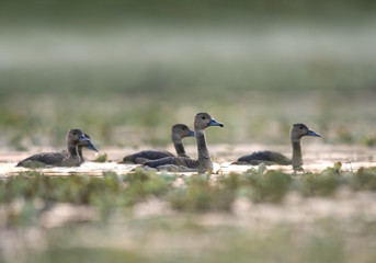 The Whistling duck ( Dendrocygninae)