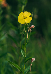 yellow summer flower close-up
