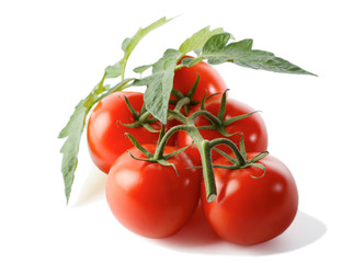 Branch tomatoes isolated on white