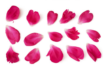 peony petals isolated on white background