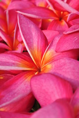 Pink Plumeria