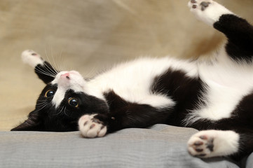 black-and-white cat lying on the back on the couch