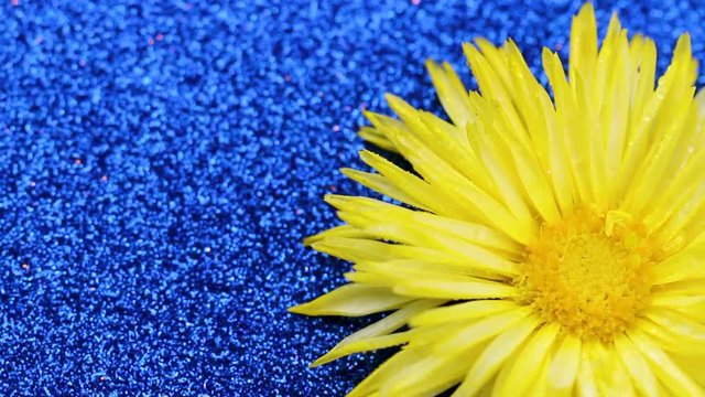 Yellow flower rotating on blue glitter surface. Close up.
