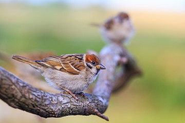 sparrows are sitting on a beautiful branch