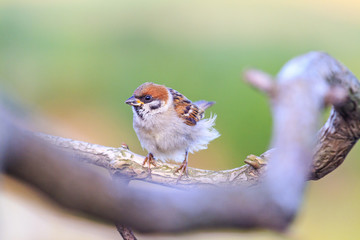 sparrow sits among the twisted branches