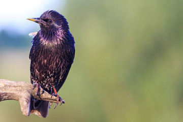 black bird with pink beads sitting on a branch
