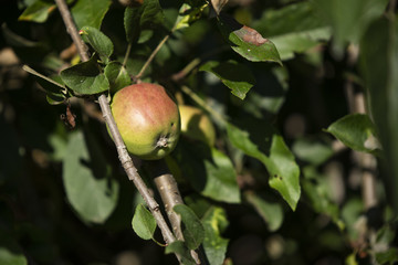 Apple tree in the morning sun