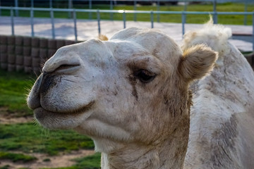 Camel