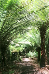 Naklejka premium Rain forest walk (Melba Gully) with tree ferns at the Great Ocean Road in Victoria, Australia