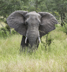 Naklejka premium african alephant in kruger national park