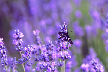Lavender Field in the summer