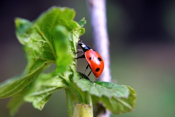 The ladybug in my garden