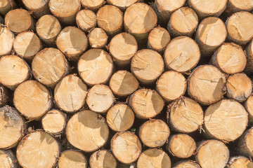 Holzlager-Textur